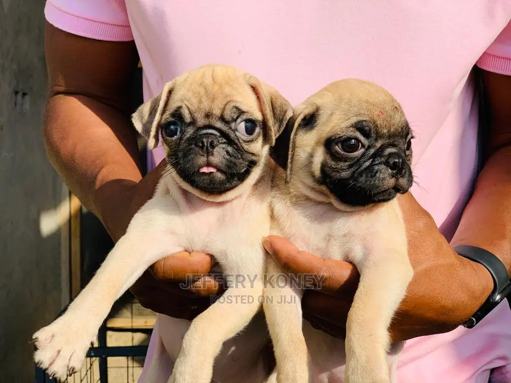 1-3 months Male Purebred Pug