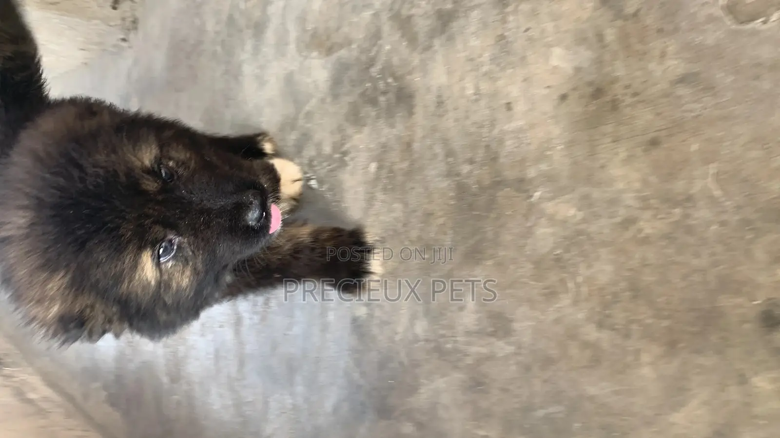 1-3 Months Male Purebred Caucasian Shepherd