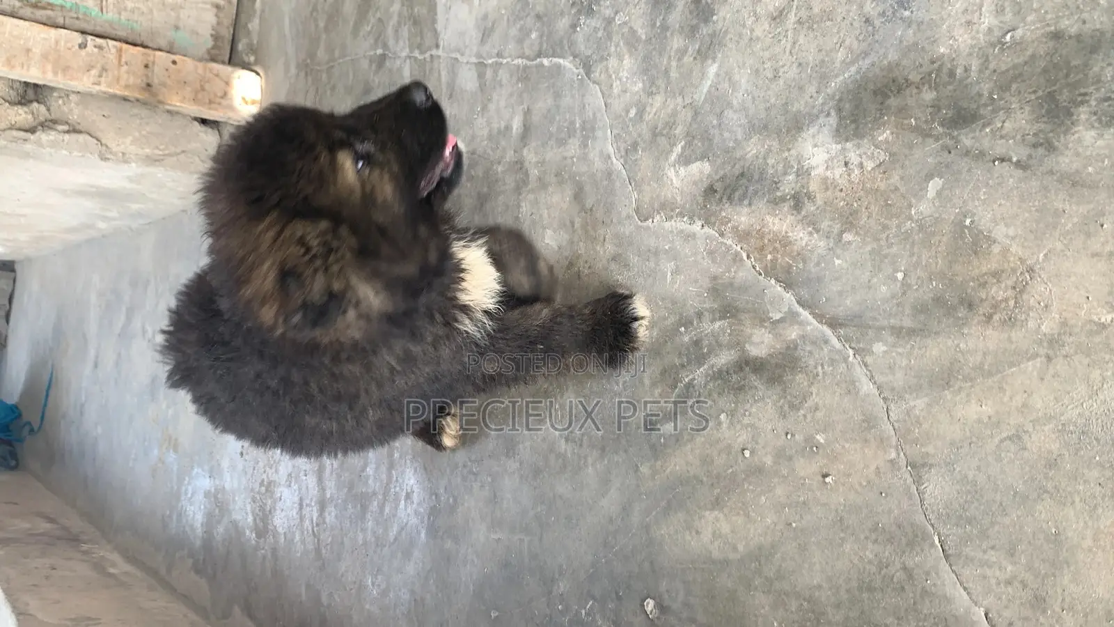 1-3 Months Male Purebred Caucasian Shepherd