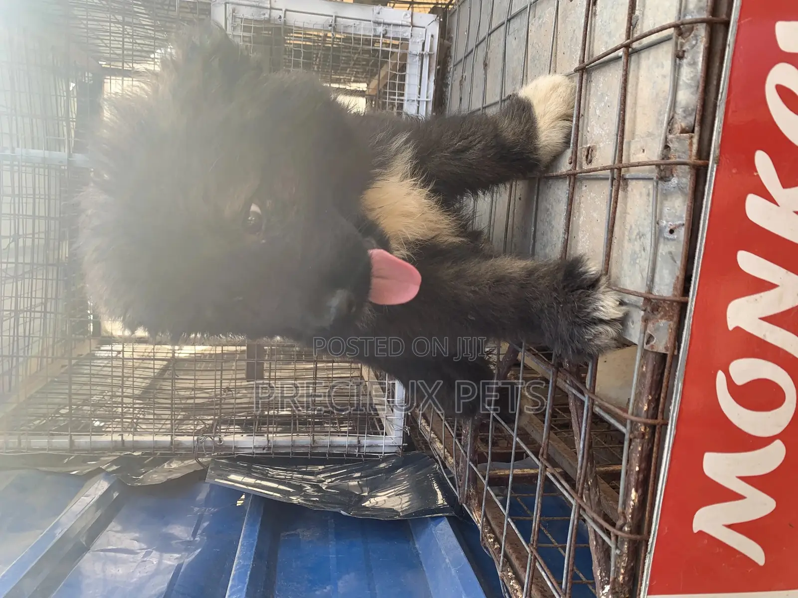 1-3 Months Male Purebred Caucasian Shepherd