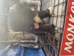 1-3 Months Male Purebred Caucasian Shepherd