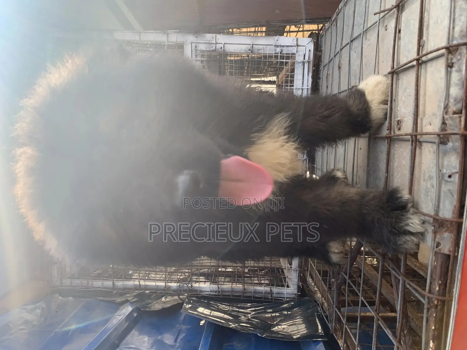 1-3 Months Male Purebred Caucasian Shepherd