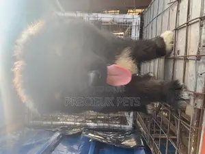 1-3 Months Male Purebred Caucasian Shepherd