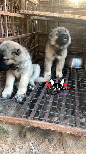 1-3 months Female Purebred Caucasian Shepherd