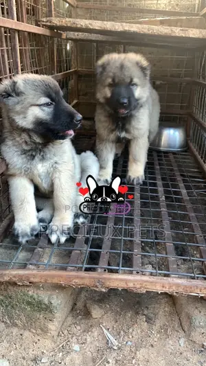 1-3 months Female Purebred Caucasian Shepherd