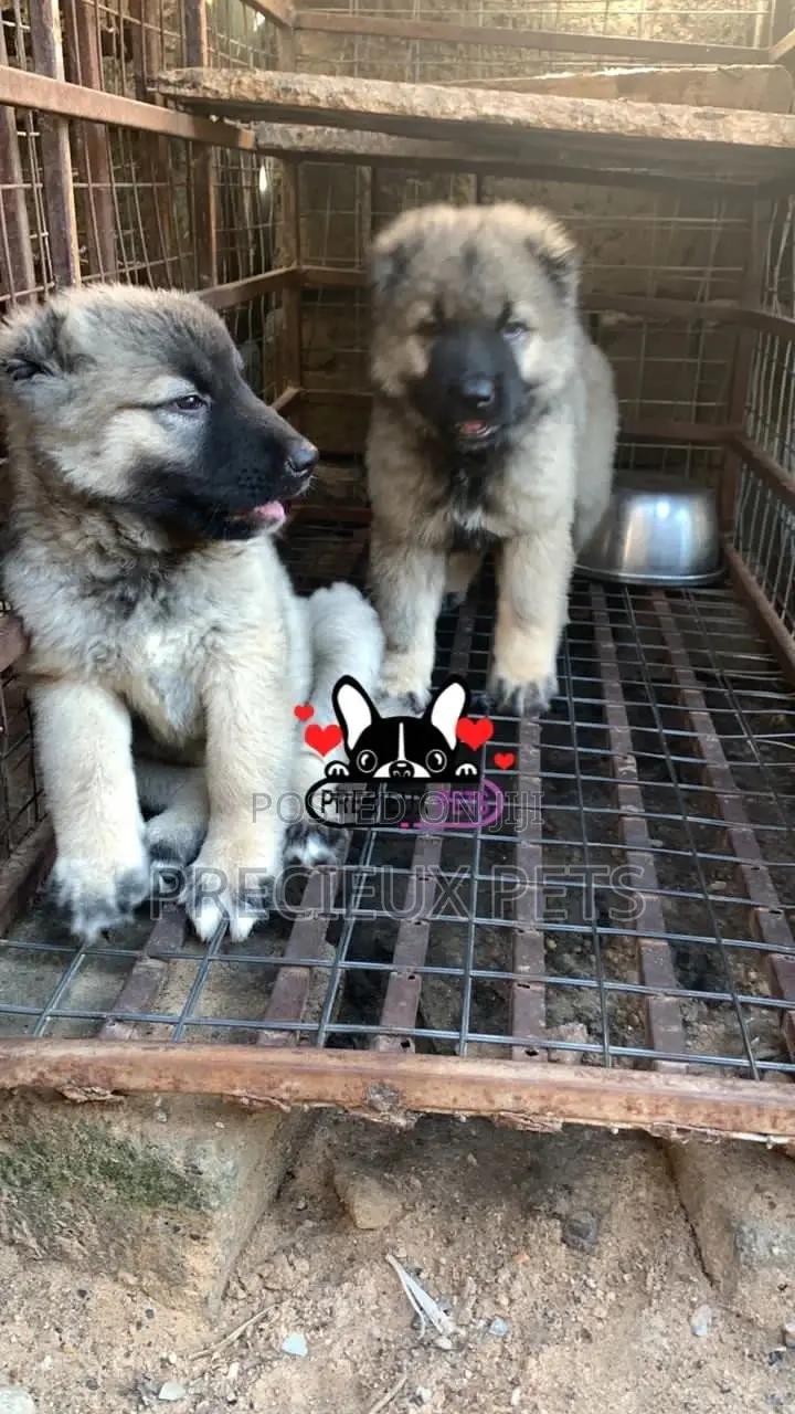 1-3 months Female Purebred Caucasian Shepherd