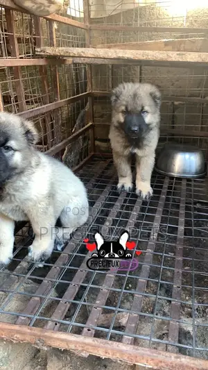 1-3 months Female Purebred Caucasian Shepherd