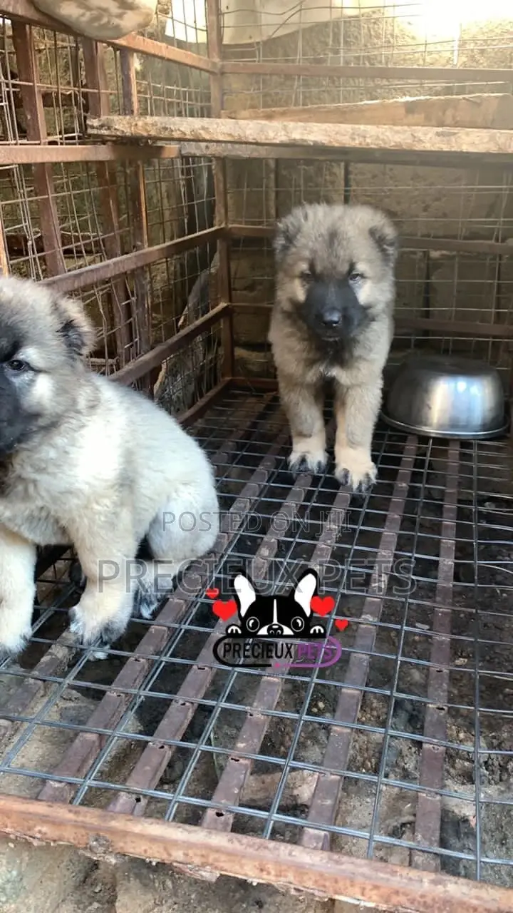 1-3 months Female Purebred Caucasian Shepherd