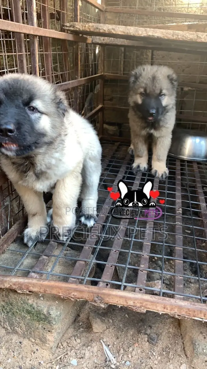 1-3 months Female Purebred Caucasian Shepherd