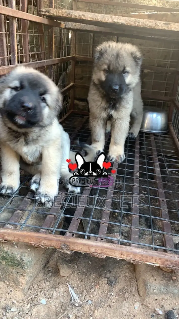 1-3 months Female Purebred Caucasian Shepherd