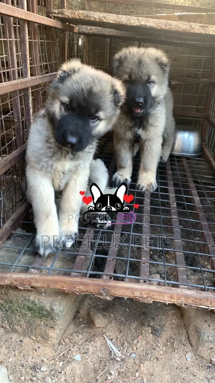 1-3 months Female Purebred Caucasian Shepherd