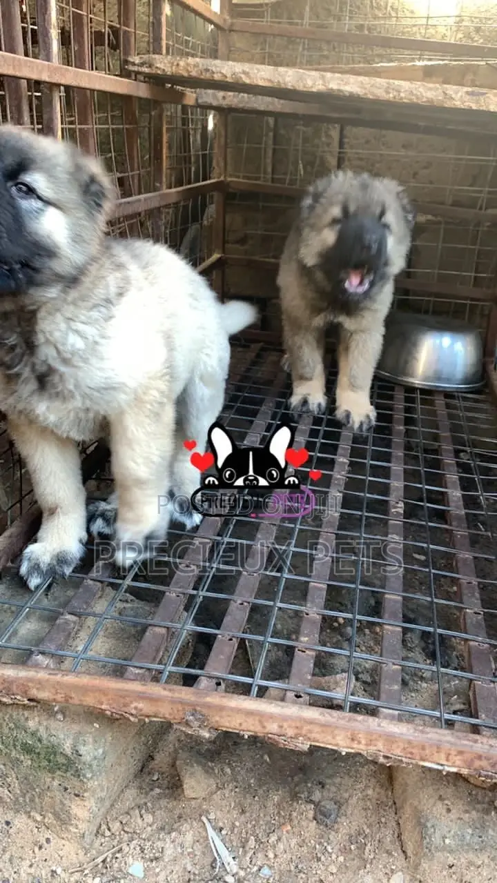1-3 months Female Purebred Caucasian Shepherd