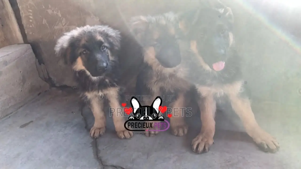 1-3 Months Female Purebred German Shepherd