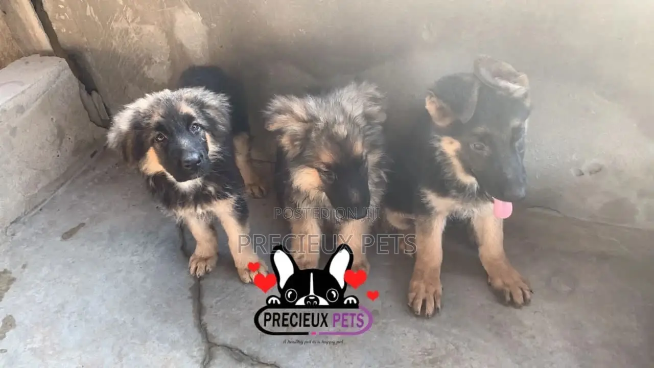 1-3 Months Female Purebred German Shepherd