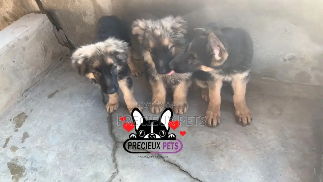 1-3 Months Female Purebred German Shepherd