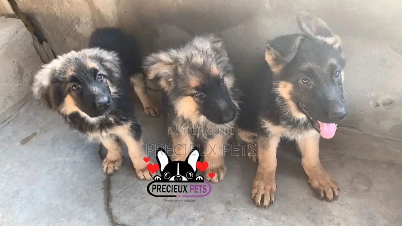 1-3 Months Female Purebred German Shepherd