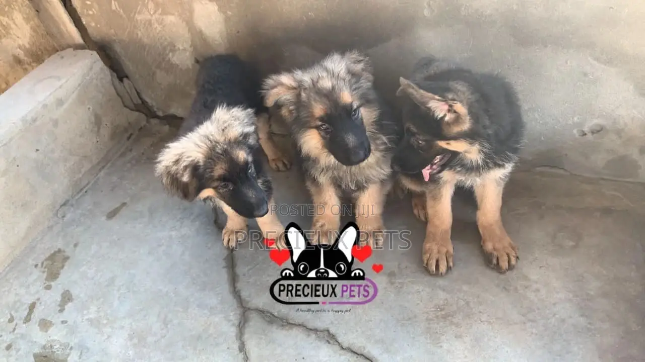 1-3 Months Female Purebred German Shepherd