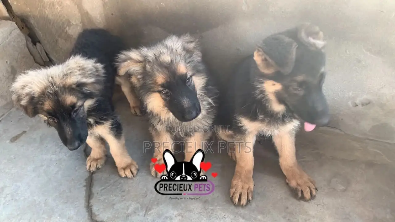 1-3 Months Female Purebred German Shepherd