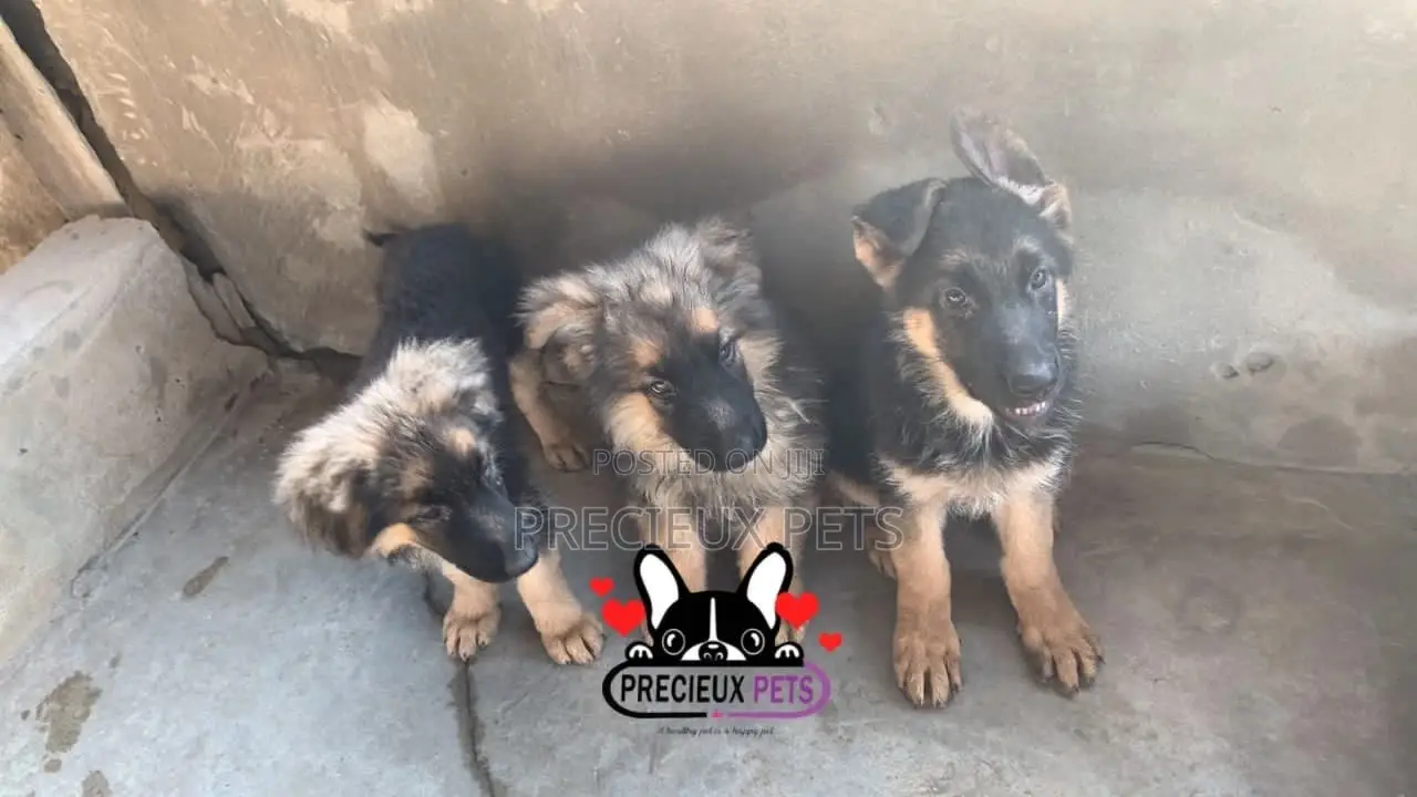 1-3 Months Female Purebred German Shepherd