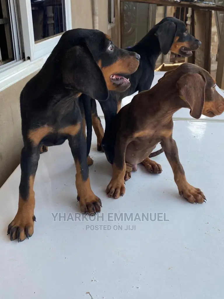 1-3 months Male Purebred Doberman Pinscher