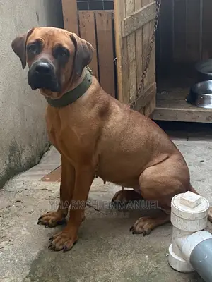 1-3 months Male Purebred Boerboel