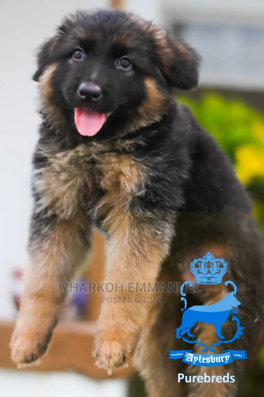 1-3 months Male Purebred German Shepherd