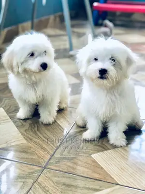 1-3 Months Female Purebred Maltese