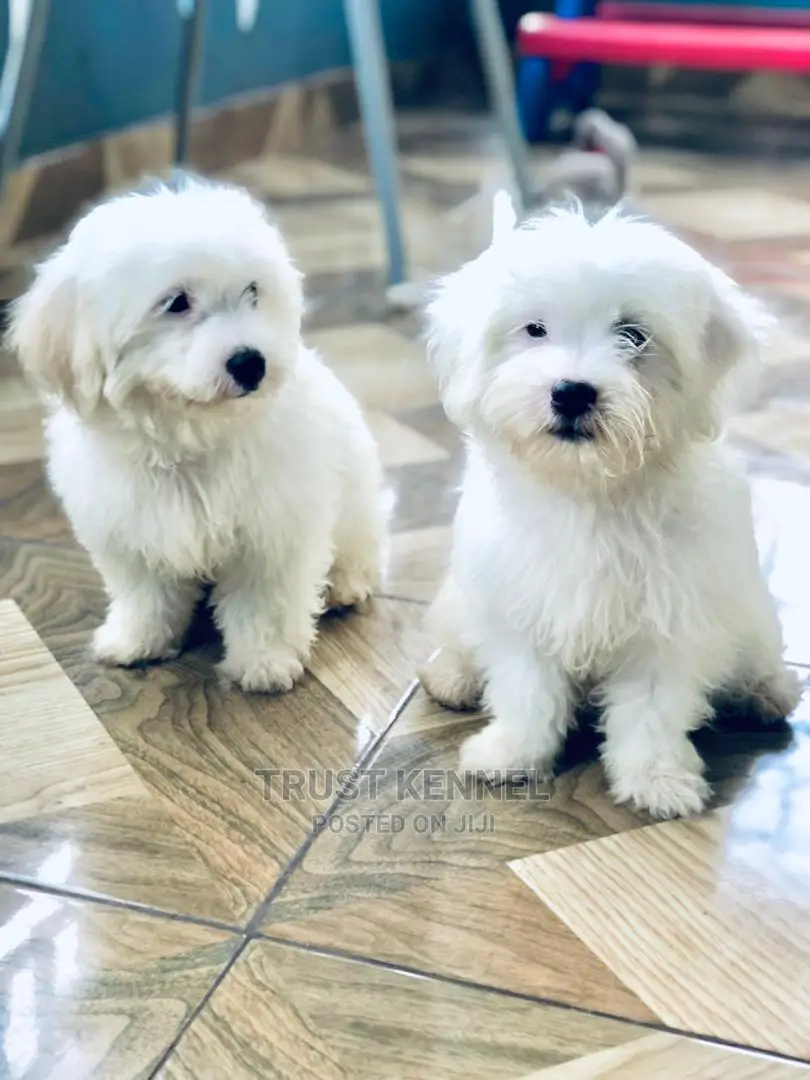 1-3 Months Female Purebred Maltese