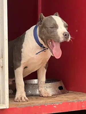 1-3 Months Male Purebred American Bully