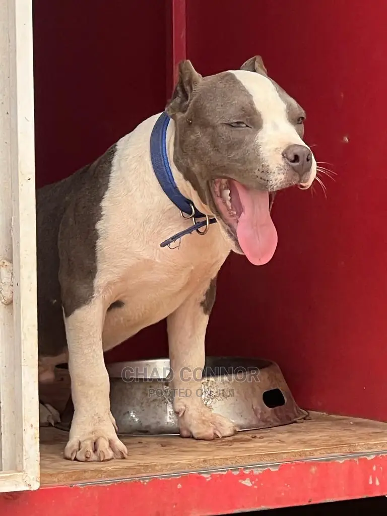 1-3 Months Male Purebred American Bully