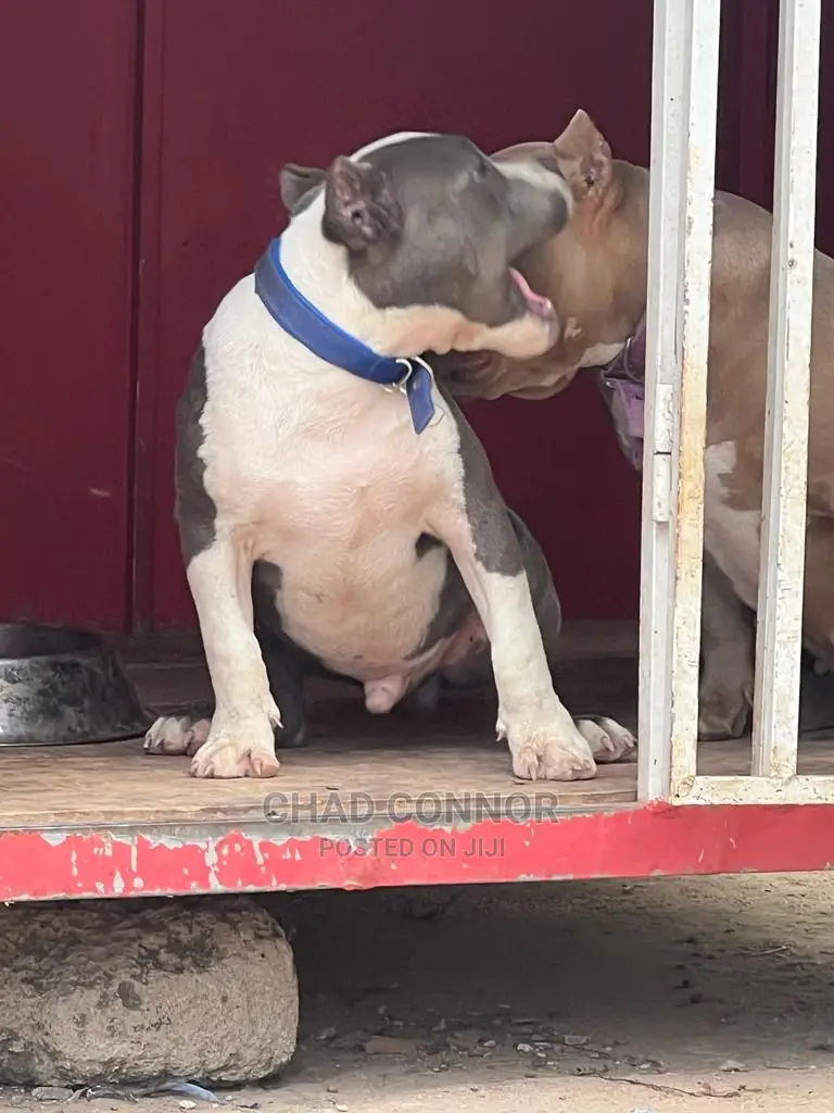 1-3 Months Male Purebred American Bully