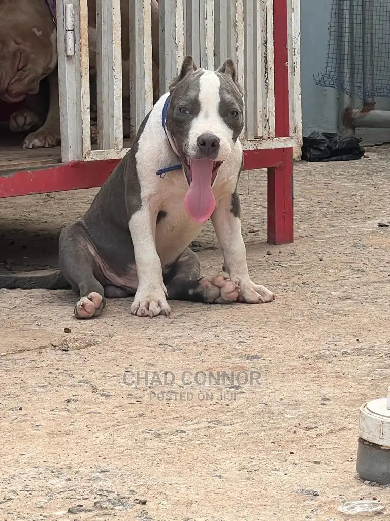 1-3 Months Male Purebred American Bully