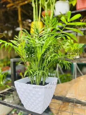 Palour Palm for Sale