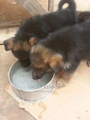 1-3 months Male Purebred German Shepherd