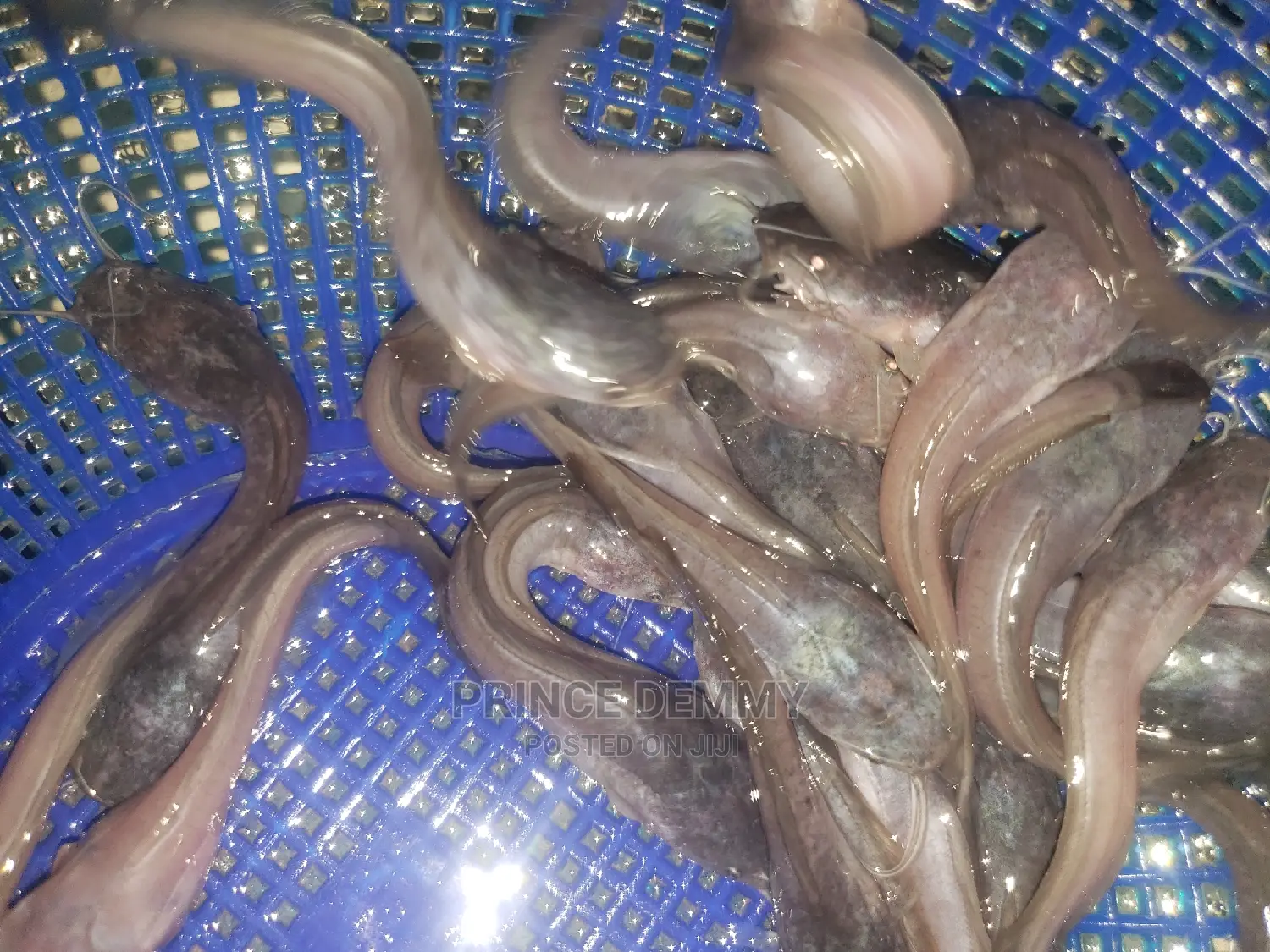Post Fingerlings