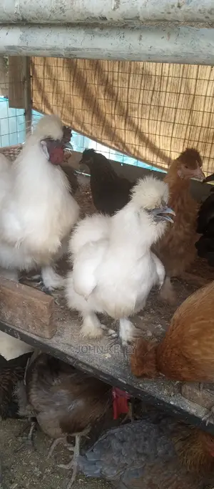 Different Type of Chickens