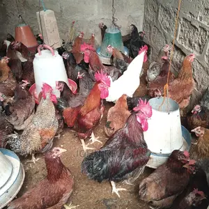 Different Type of Chickens