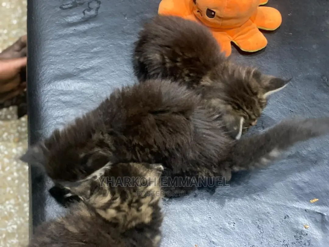 0-1 Month Female Purebred Persian