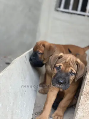 1-3 months Female Purebred Boerboel