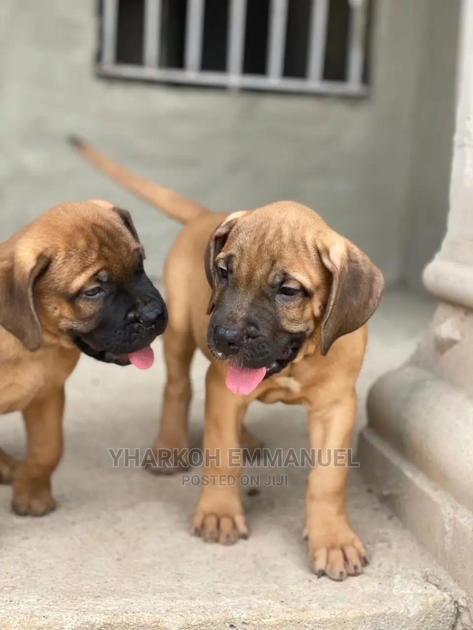 1-3 months Female Purebred Boerboel
