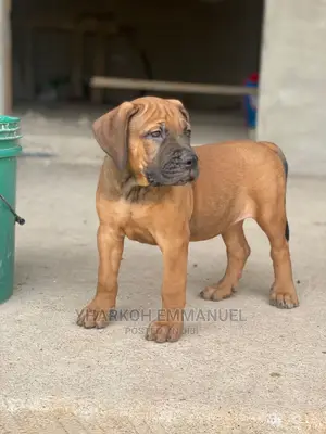 1-3 months Female Purebred Boerboel