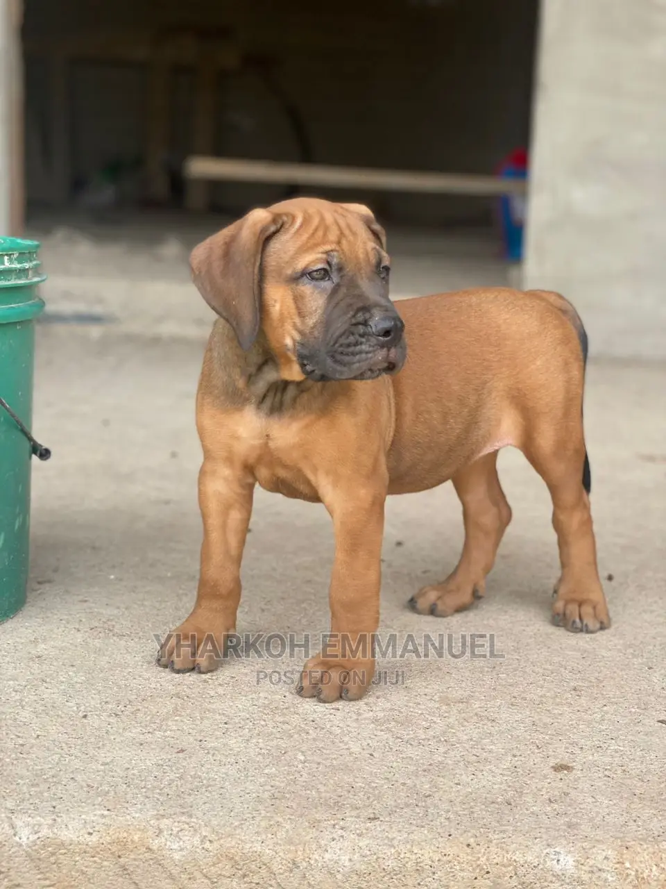 1-3 months Female Purebred Boerboel