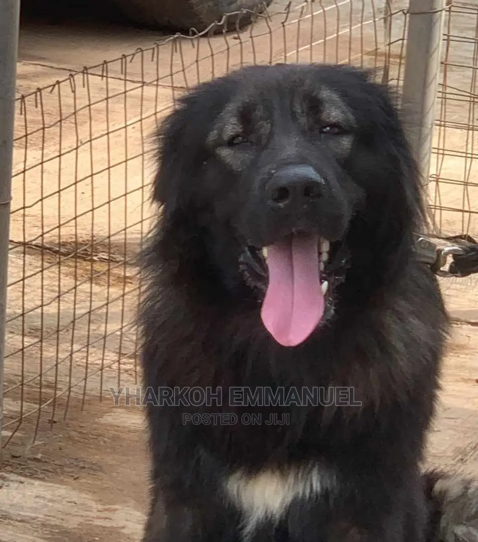 6-12 Months Male Purebred Caucasian Shepherd