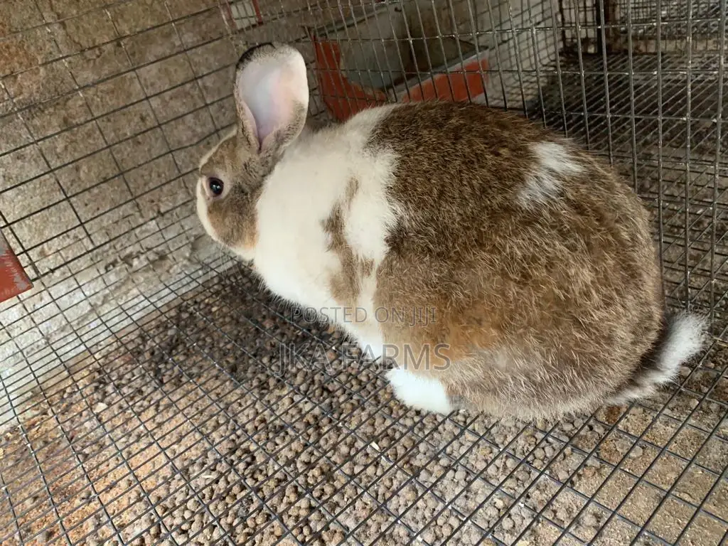 Healthy Rabbits for Sale