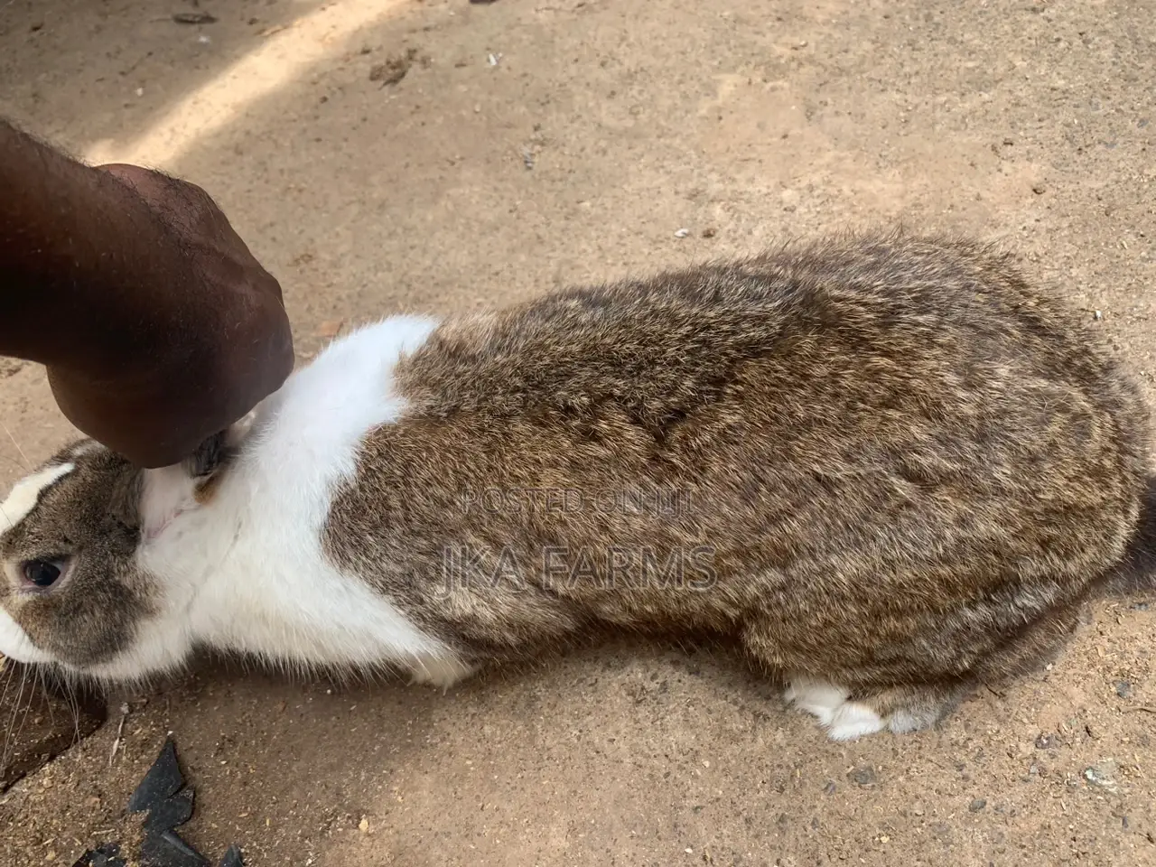Healthy Rabbits for Sale