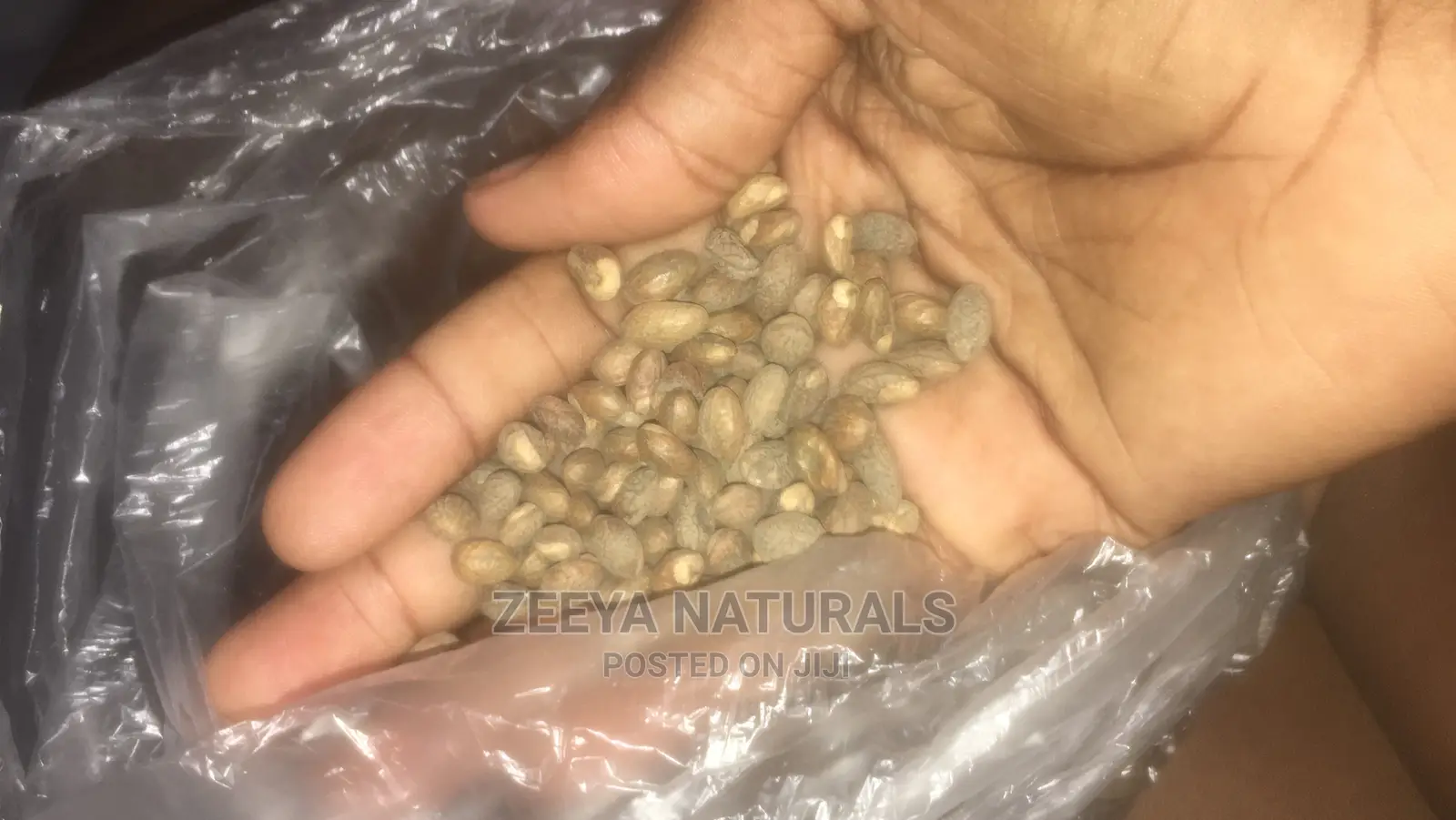 Miracle Seeds/Croton Seeds/Ghana Seed