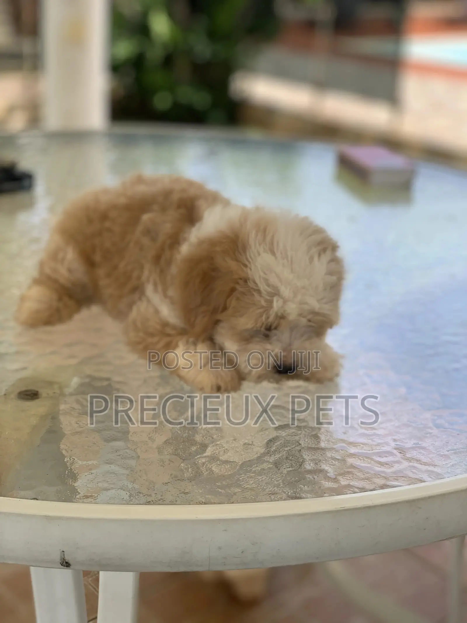1-3 Months Female Purebred Havanese