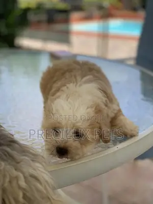 1-3 Months Female Purebred Havanese