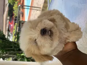 1-3 Months Female Purebred Havanese