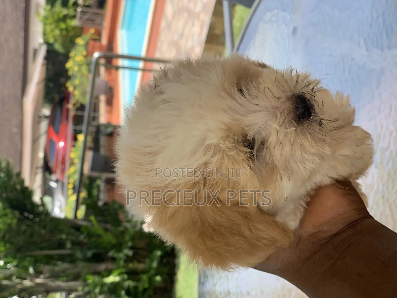 1-3 Months Female Purebred Havanese